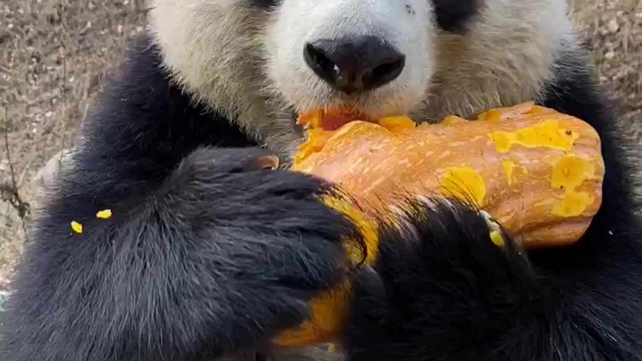 The Shocking Truth About panda eating fruit. #panda