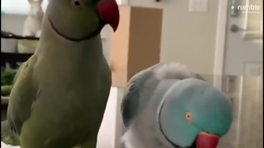 Parrots incredibly talk to one other like humans