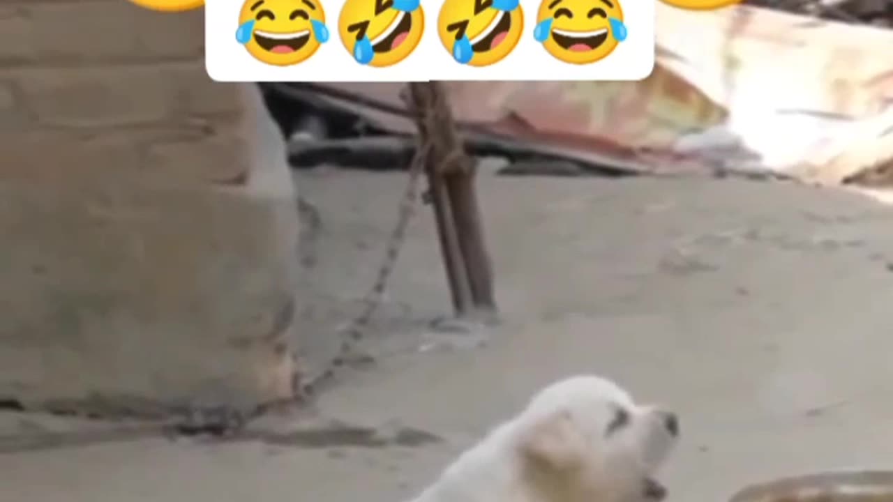 Funny dog video