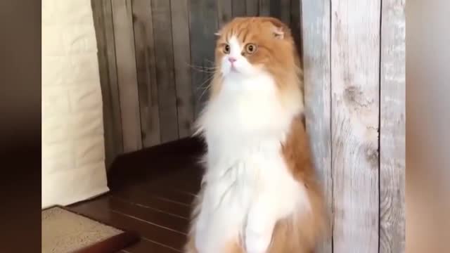 funny whiskers