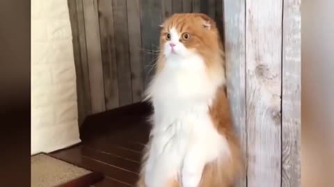 funny whiskers