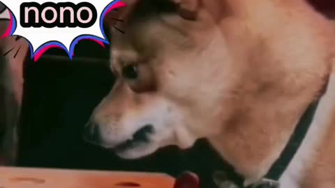 dog get mad