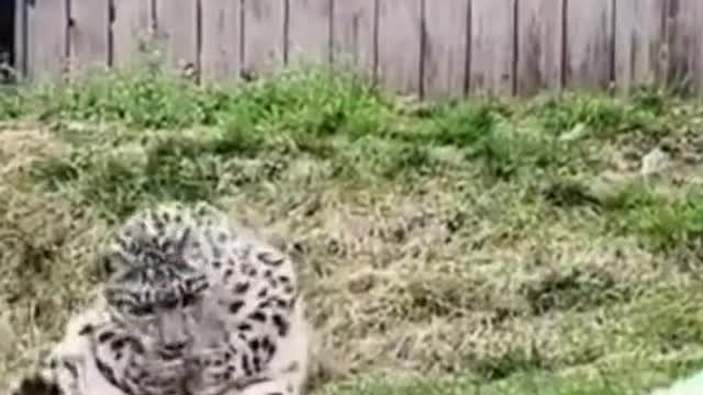Cat Cleverly Escapes Enclosure || ViralHog