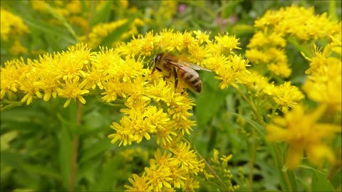 bee looking for pollen in the yellow flowers