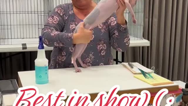 Funny Cat Best in the Show #sorts #short #funny