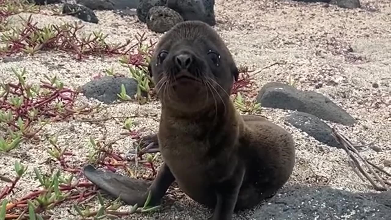 The baby and mother wandered off the sea lions photographer