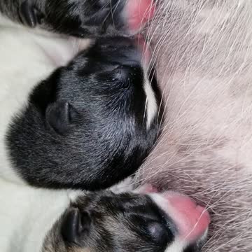 2 hour old akita pups eating