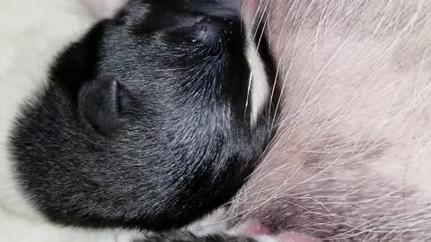 2 hour old akita pups eating