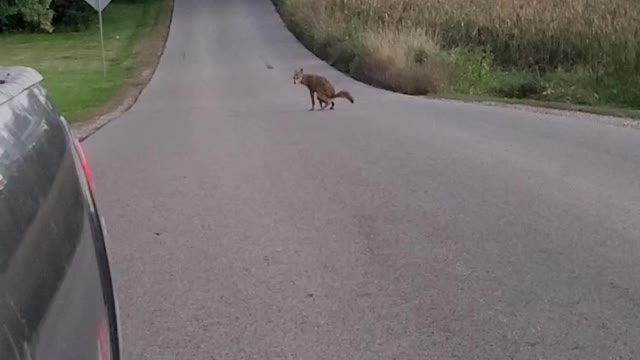 Coyote Craps in the Middle of Road= Omen