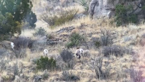 New Mexico Desert Bighorns