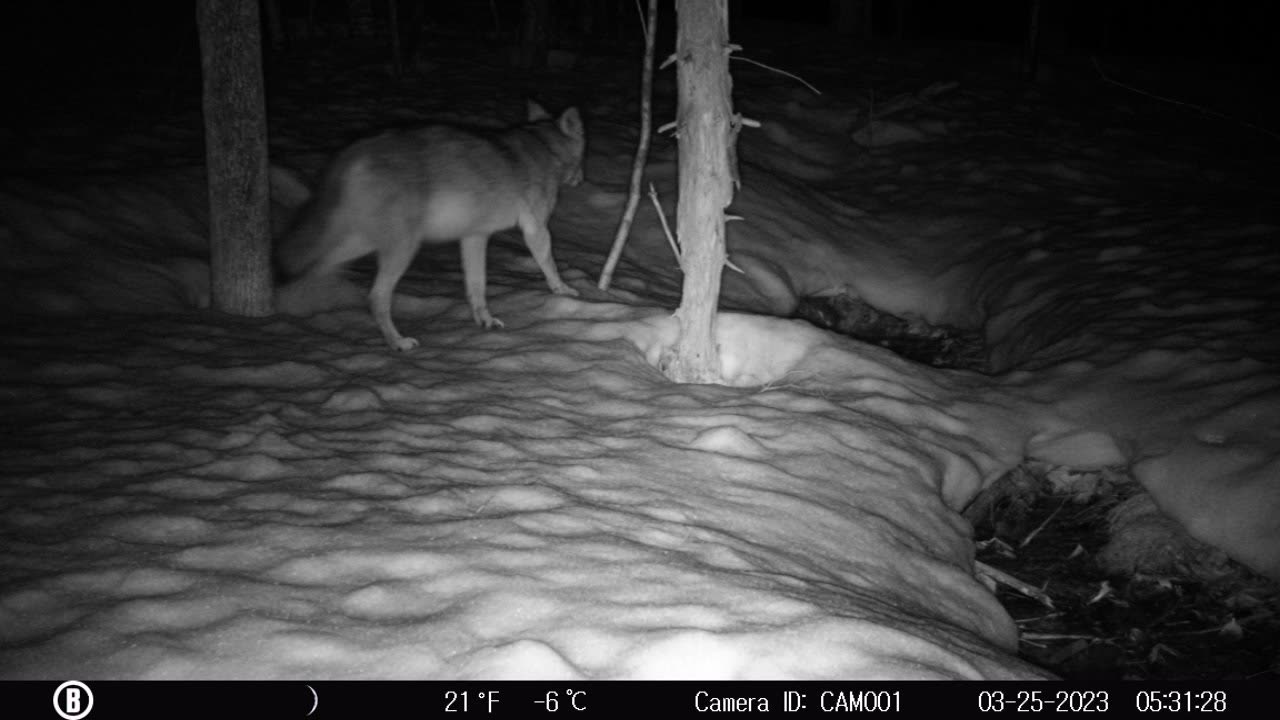 Coyote at the spring again