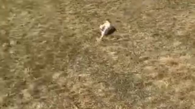 So Funny Animals 'Weee Version' #SHORTS