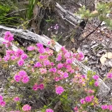 On my way to Brookton campsite