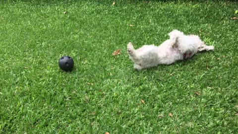 fanny dog playing