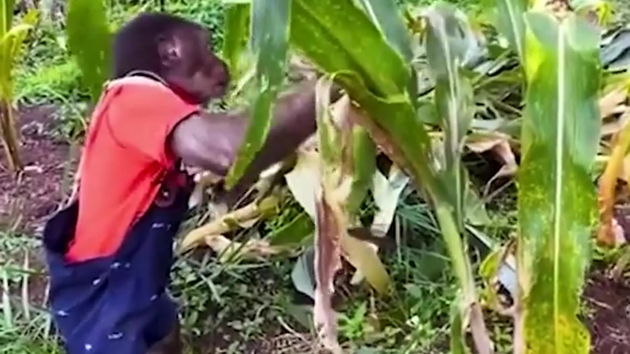 Meet the cute monkey that can do housework
