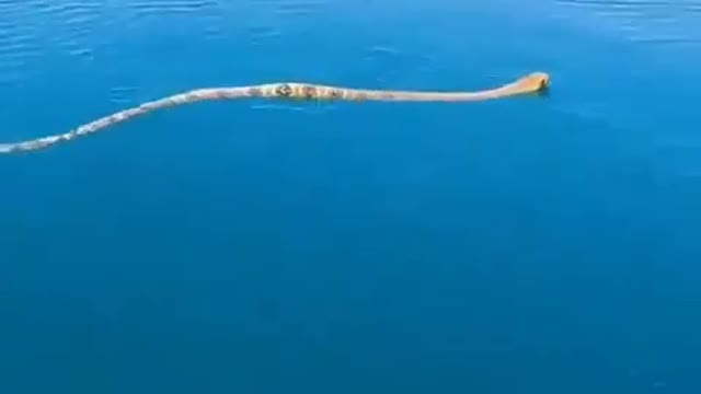 sea underwater spotted snake big snake