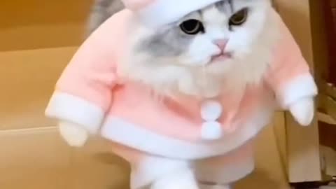 Cute cat video