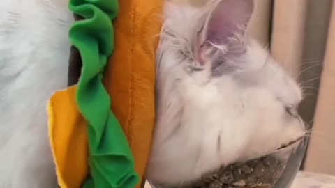 funny cats and cute!!!🤣🤣🤣🐈#funny cats,funny,cats,cute cats,funny cat videos,funny cat#-720p