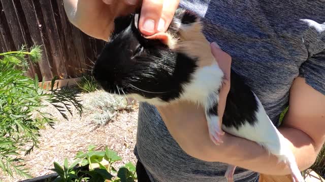 Cuddles and snacks for Acorn!