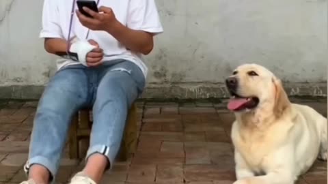 when dogs also know how to tease people