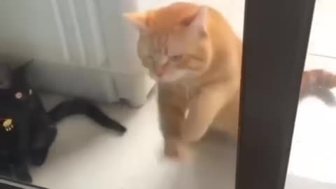 Funny animal