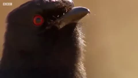 ONE HOUR of Amazing Animal Moments | BBC Earth