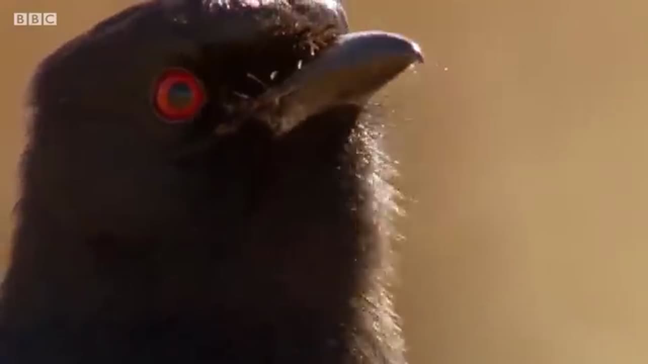 ONE HOUR of Amazing Animal Moments | BBC Earth