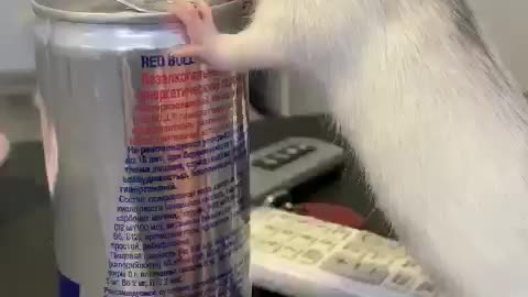 Red Bull inspires