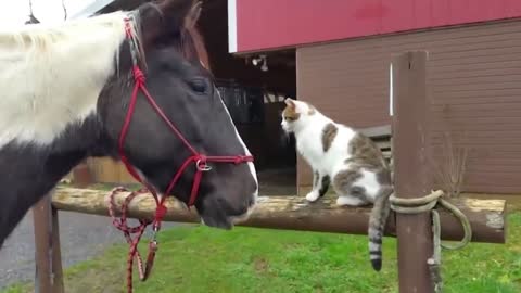 Crazy Cat Slaps Horse Real Hard | Funny Video