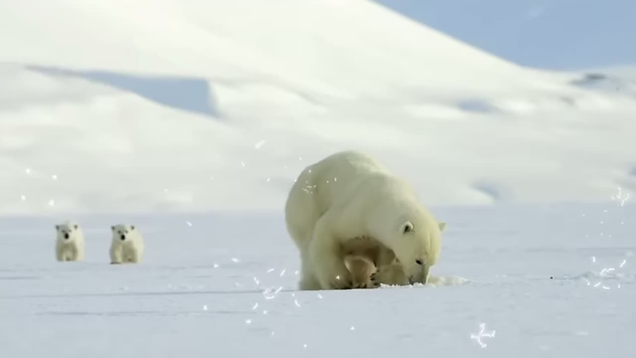 Polar bear cub is surprised by a seal - Snow Bears