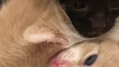 Two cute kittens are good friends