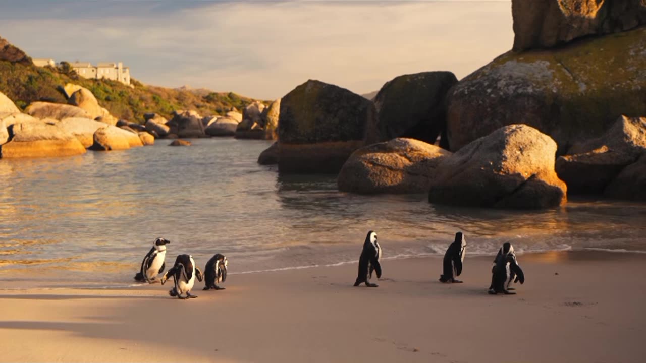 #africanpenguin #penguinlove #cute #seabirds #beachlife #stairs #waterbirds #walking #wildlife 🙏👍