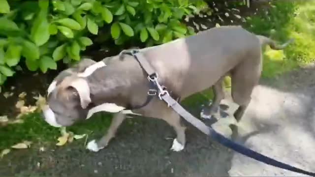 Five (5) American bully MUSCLES Training exercise that will get your dog muscular