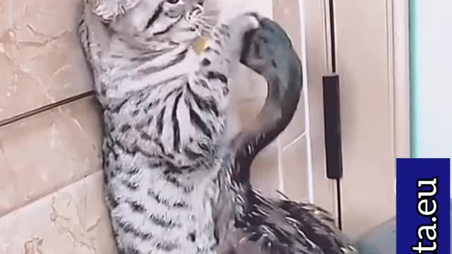 If these Cats don't eat this duck they will wake up dead one day