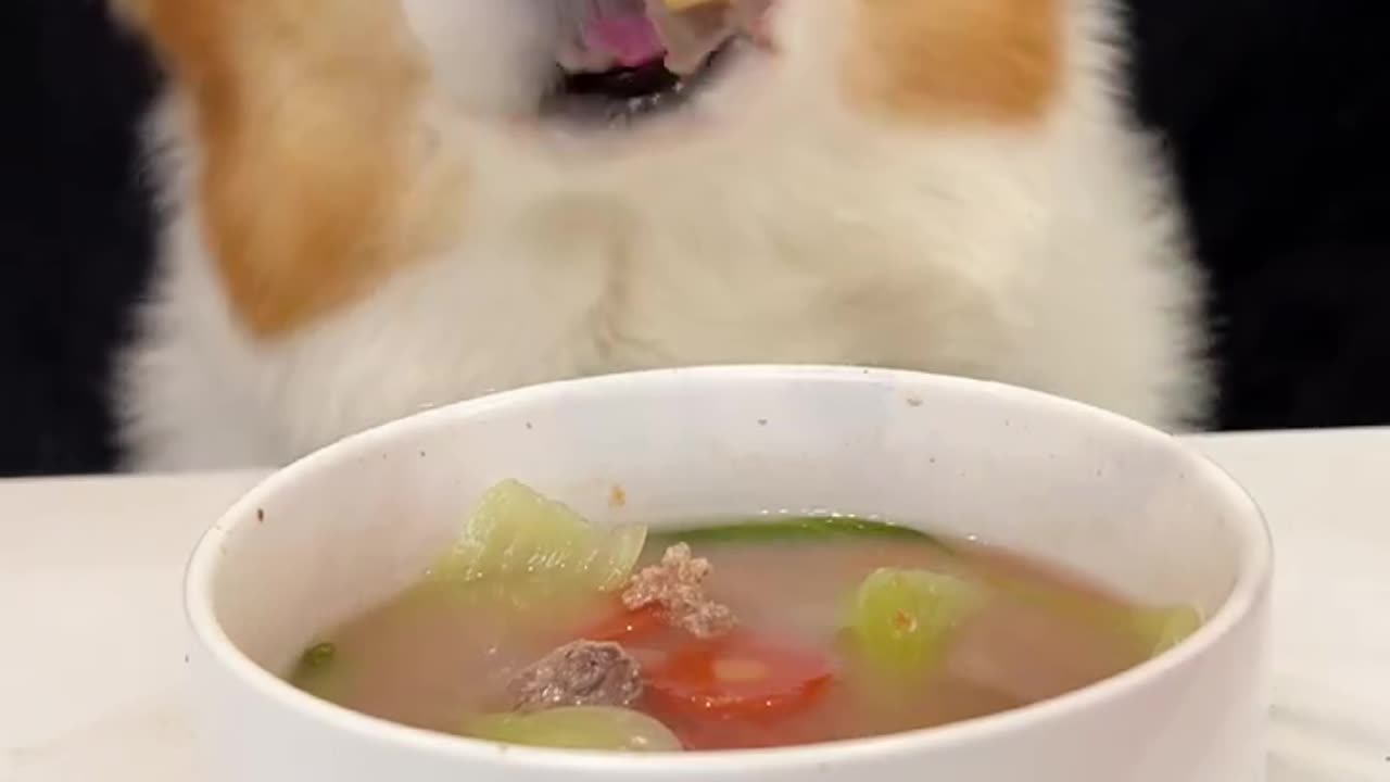 Corgi is the cutest dog eating 1 (9)