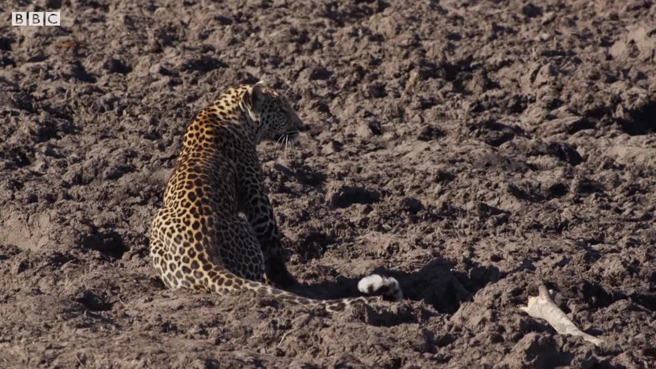 Leopard Learns How to Catch a Fish