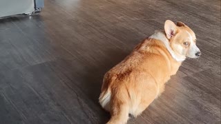 Cute Corgi Startled by Roomba