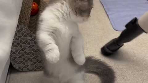 polite cat😄😅🤣