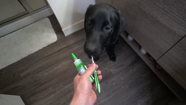 Labrador Puppy Brushes Teeth For The First Time!!