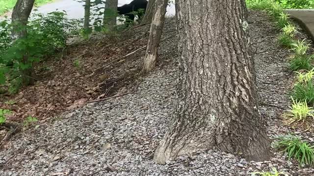 Black Bear Jumps into Car and Eats Cake