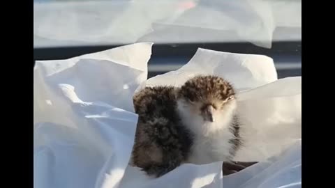 rescuing a little bird's baby <3