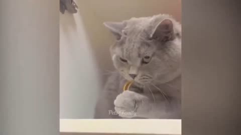 Funny Cat Fails: The Most Hilarious Cat Videos