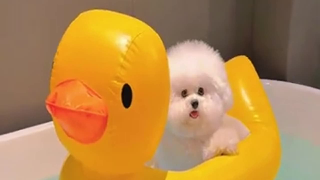 cún con đáng yêu #pets #comedy #funny #shortvideo #cute #animals #dog #happy #videohaihuoc #thucung