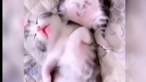 Funny cat video