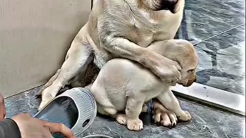 Dog 🐶 mom save ❤️ your child 🥺🥰