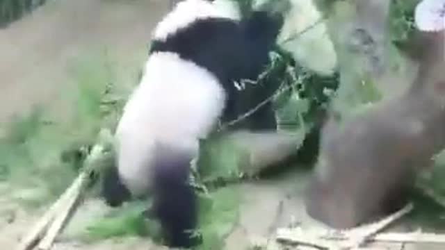 Oh, these pandas 2.