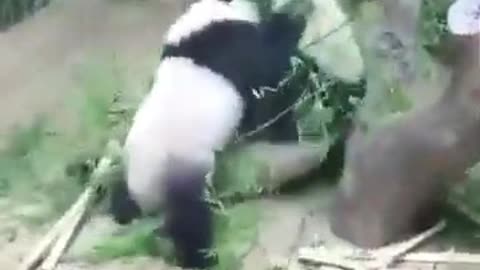 Oh, these pandas 2.