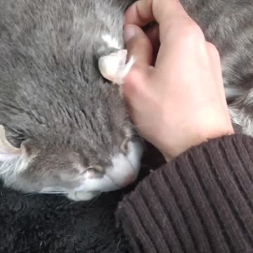 I scratch my cat