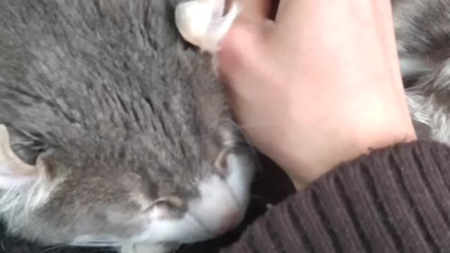 I scratch my cat