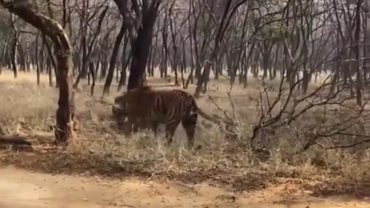 Fierce fight between two tigers over territory